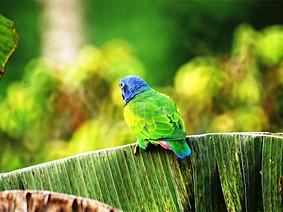 Avistamiento de Aves en Quindio